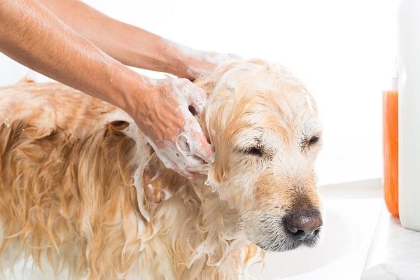 Tips to Keep your Pet Hygiene in Home