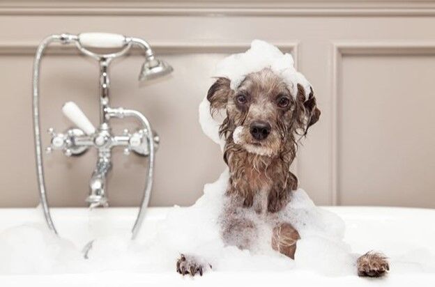 Pet Shampoo – Five Ways It Can Improve The Health Of Pets