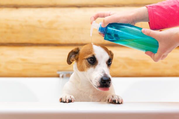 Here’s a List of Reasons Why Your Dog Needs a Shampoo