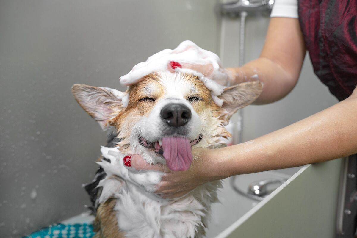 5 Tips For Keeping Your Pets Hygienic